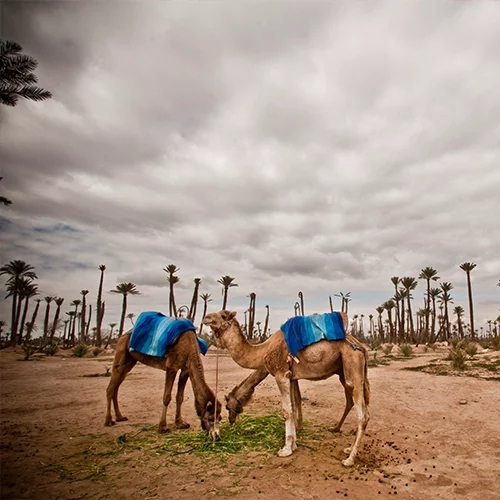 Safari Marrakech - Camel ride in Palm Grove - 02