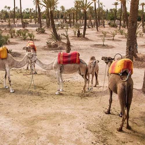 Safari Marrakech - Camel ride in Palm Grove - 03