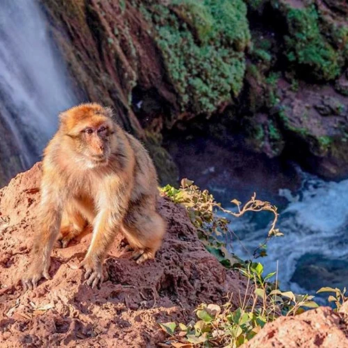 Safari Marrakech - Ouzoud Waterfalls Excursion from Marrakech - 05