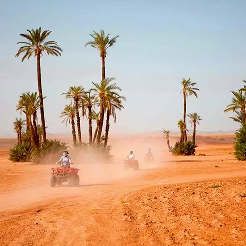 Safari Marrakech - Quad experience in Palm Grove - 01